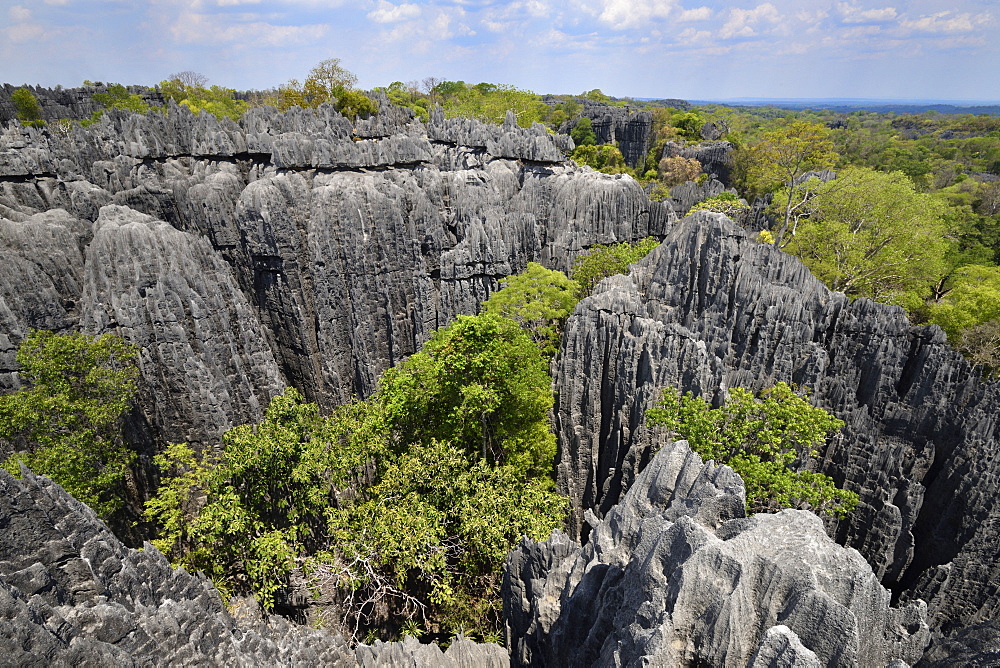 Landscape of tropical karstic phenomena in the Tsingy national park of Bemaraha, Small Tsingy area, UNESCO World Heritage site, Early November: end of dry season, Madagascar