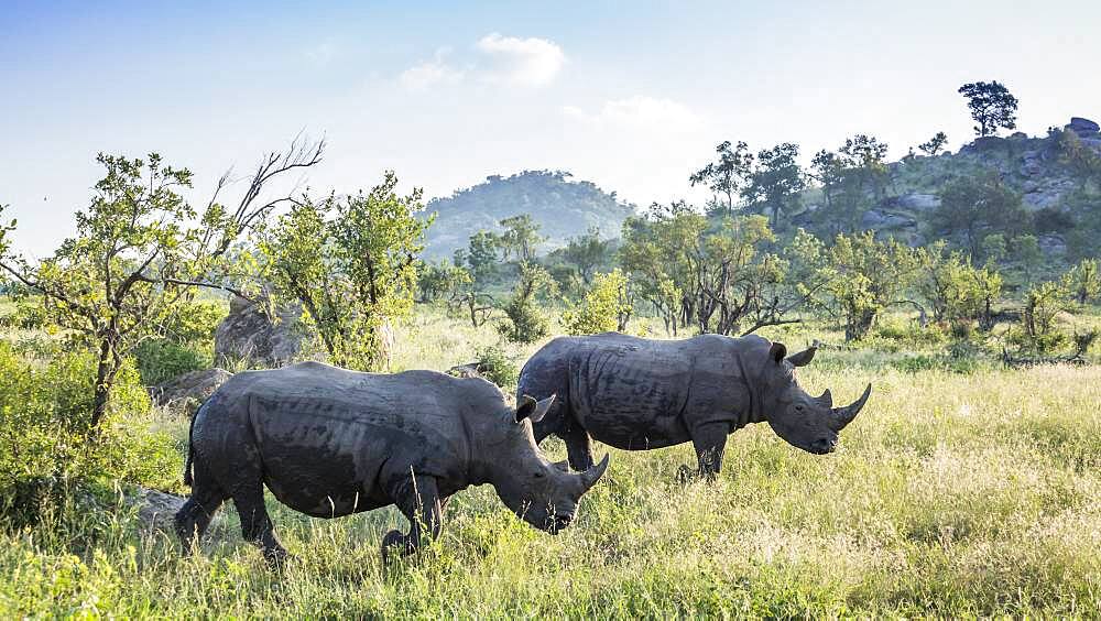 Two Southern white rhinoceros (Ceratotherium simum simum) in green scenery in Kruger National park, South Africa