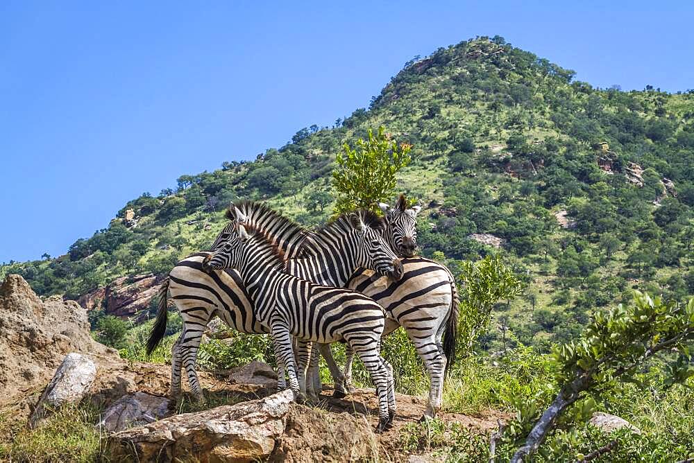 Small group Plains zebras (Equus quagga burchellii) in green mountain scenery in Kruger National park, South Africa