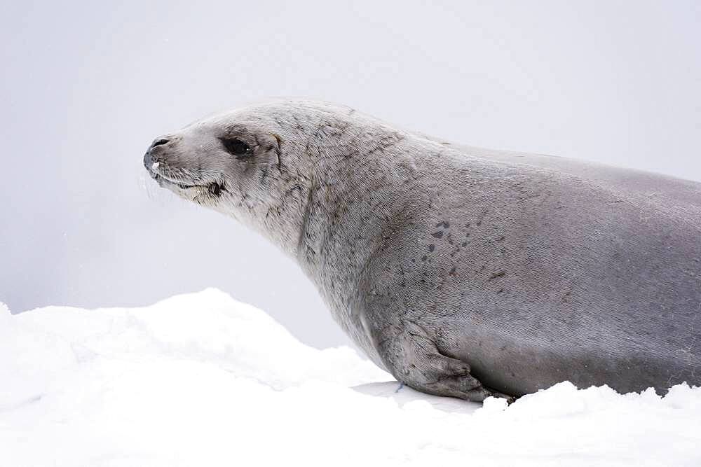 Crabeater seal (Lobodon carcinophaga) on the ice, Wilhelmina Bay, Antarctica.