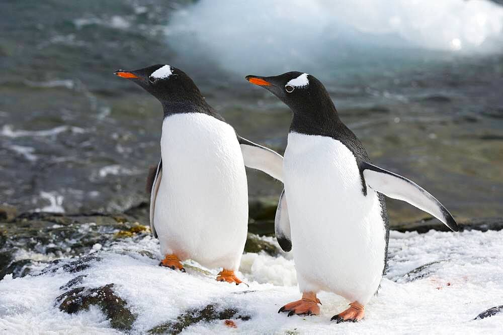 Two gentoo penguins (Pygoscelis papua) walking on the rocks at Marina Point on Galindez Island in the Argentine Islands, Antarctica.