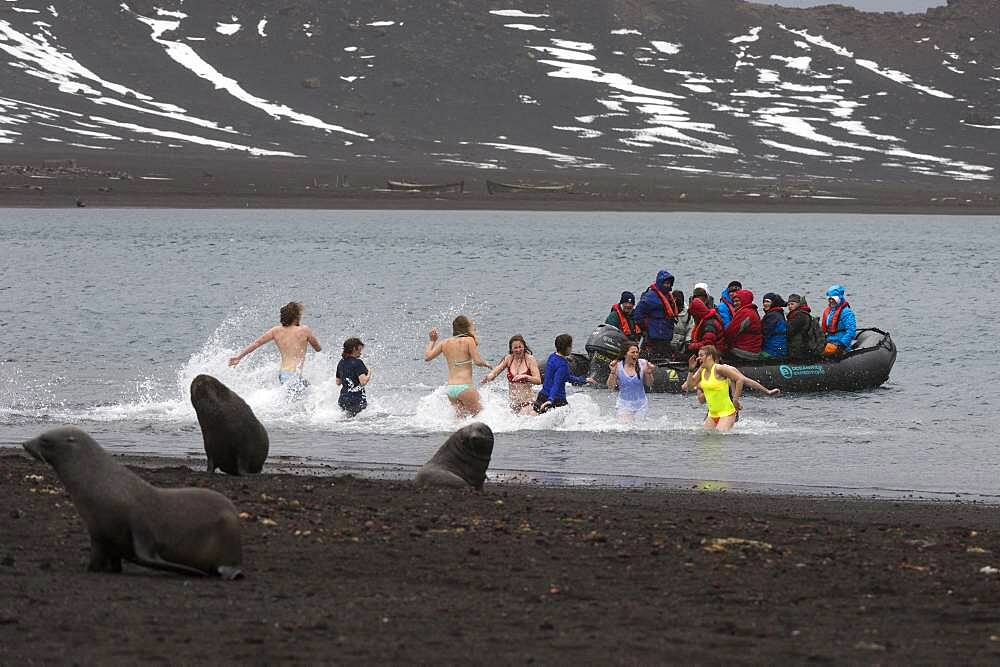 Tourists in the warm waters of Whaler's Bay, Antarctic fur seal (Arctocephalus gazella), Deception Island, Antarctica.