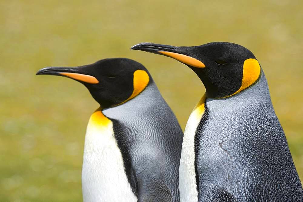 Portrait of two King penguins, Aptenodytes patagonica, Volunteer Point, Falkland Islands.