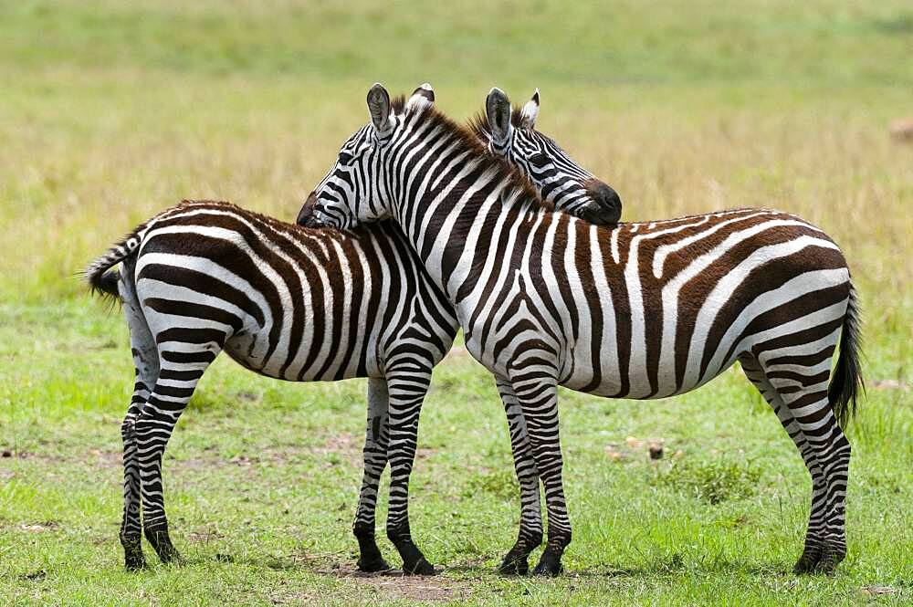 Common Zebra (Equus quagga), Masai Mara, Kenya