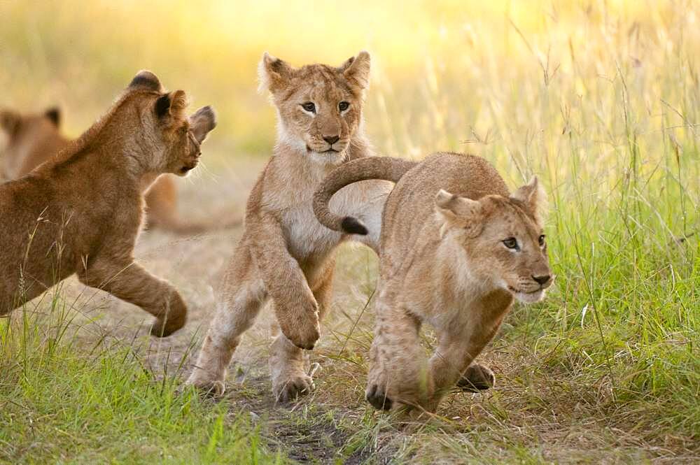 Lion cubs (Panthera leo), Masai Mara, Kenya