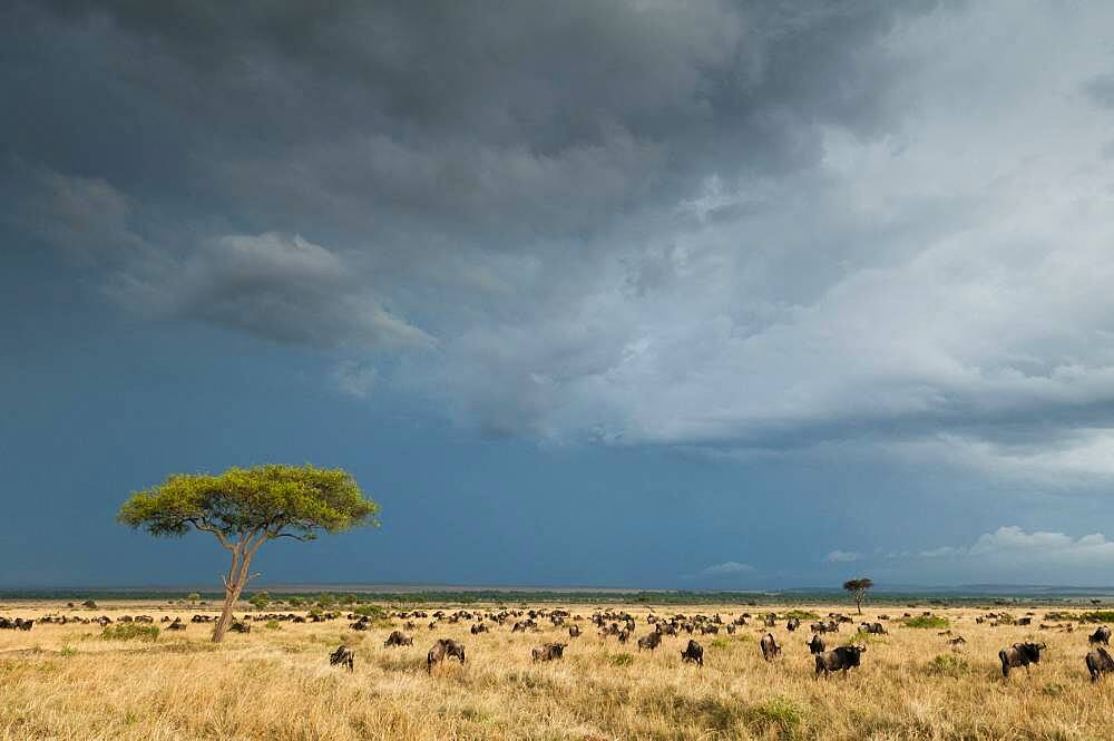 Wildebeest (Connochaetes taurinus), Masai Mara, Kenya.