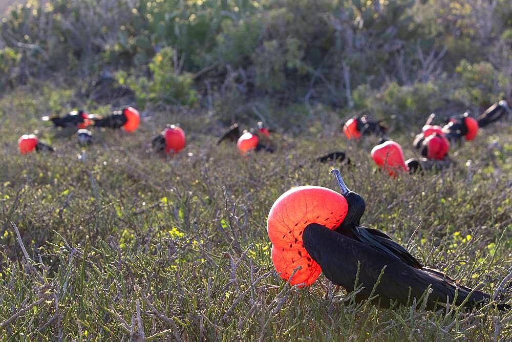 Great frigatebird (Fregata minor) males displaying, Isla Genovesa, Galapagos Islands