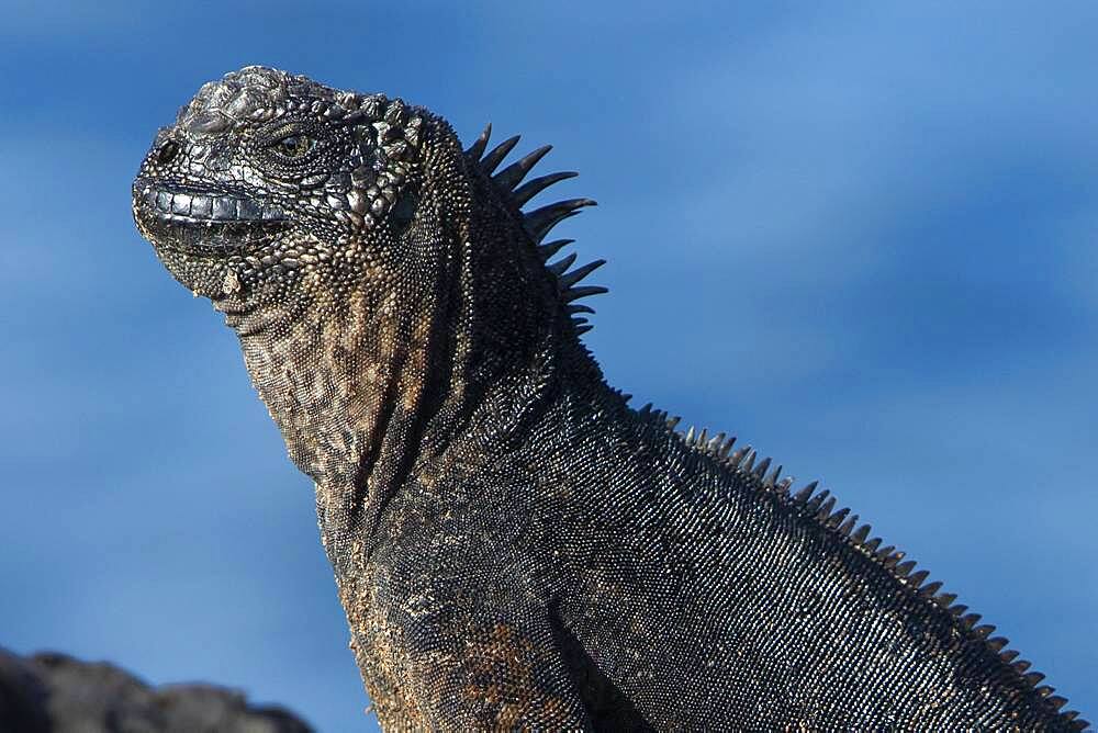 Marine Iguana (Amblyrhynchus cristatus) portrait, South Plaza Island, Galapagos Islands