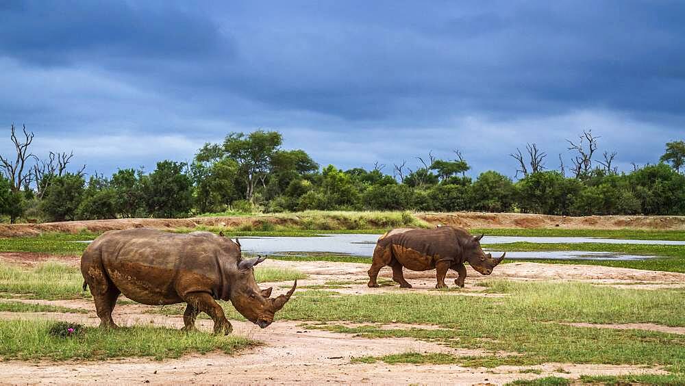 Two Southern white rhinoceros (Ceratotherium simum simum) in wide angle view in Hlane royal National park, Swaziland scenery