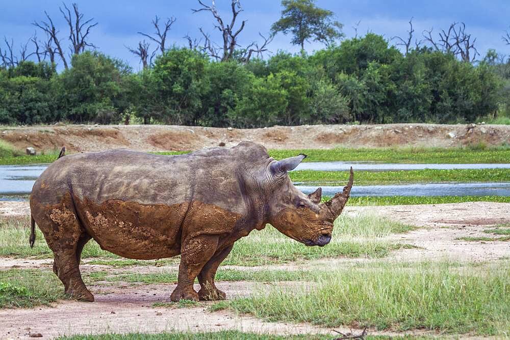 Southern white rhinoceros (Ceratotherium simum simum) in wide angle view in Hlane royal National park, Swaziland scenery