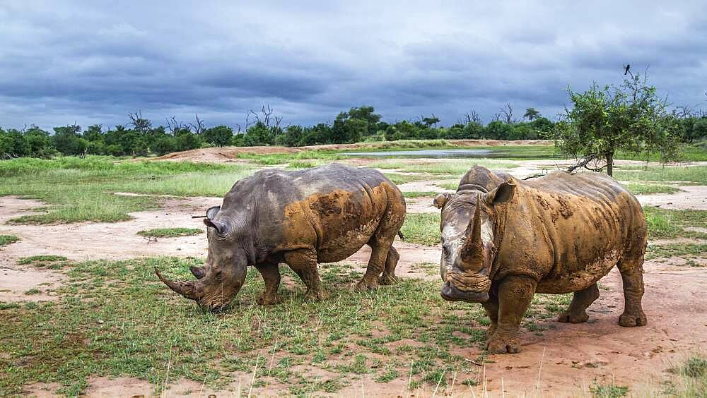 Two Southern white rhinoceros (Ceratotherium simum simum) in wide angle view in Hlane royal National park, Swaziland scenery