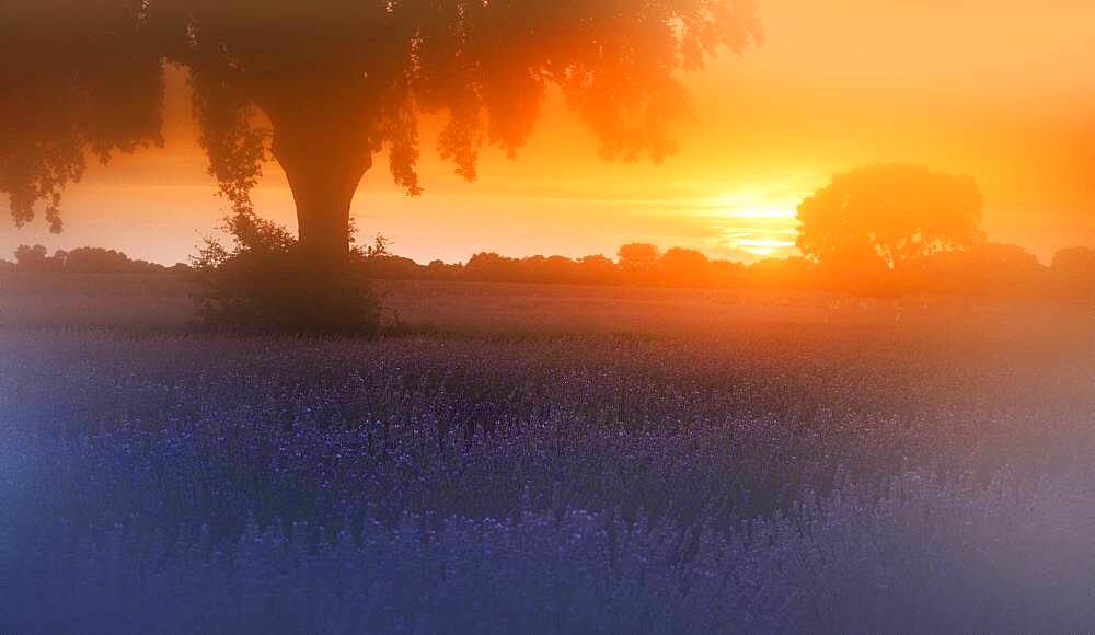 Lavender (Lavandula officinalis) fields with fog at sunrise, Brihuega, Spain