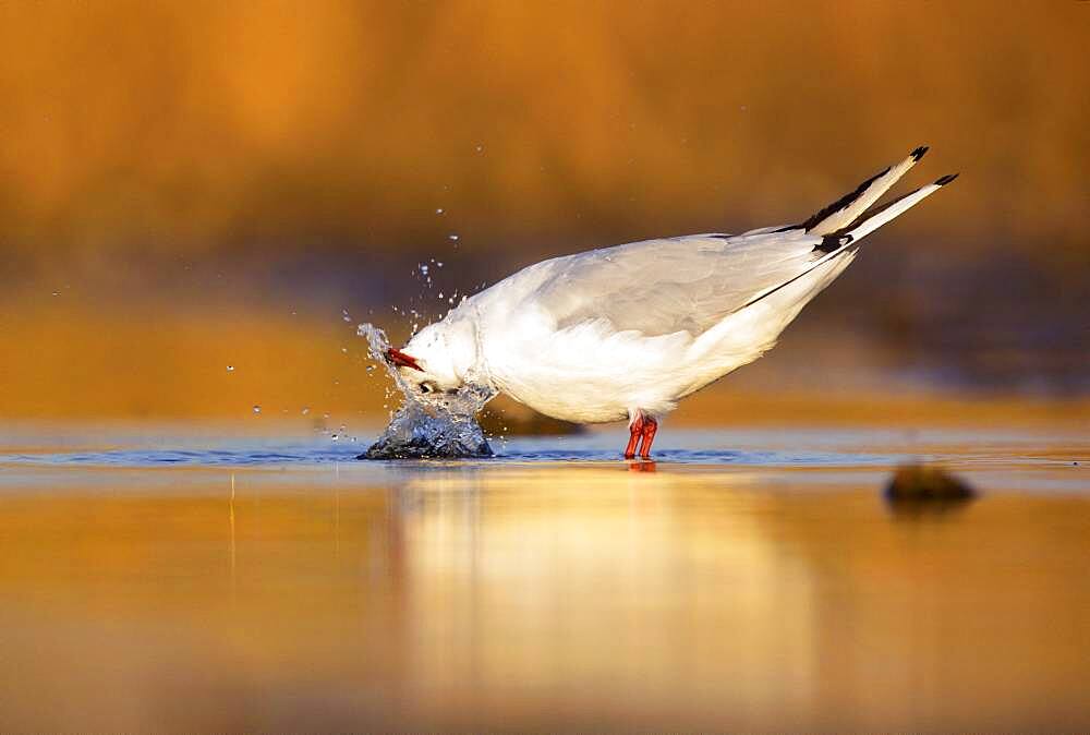 Black headed gull (Chroicocephalus ridibundus) bathing at sunrise, Rio Guadiana, Fernan Caballero, Spain