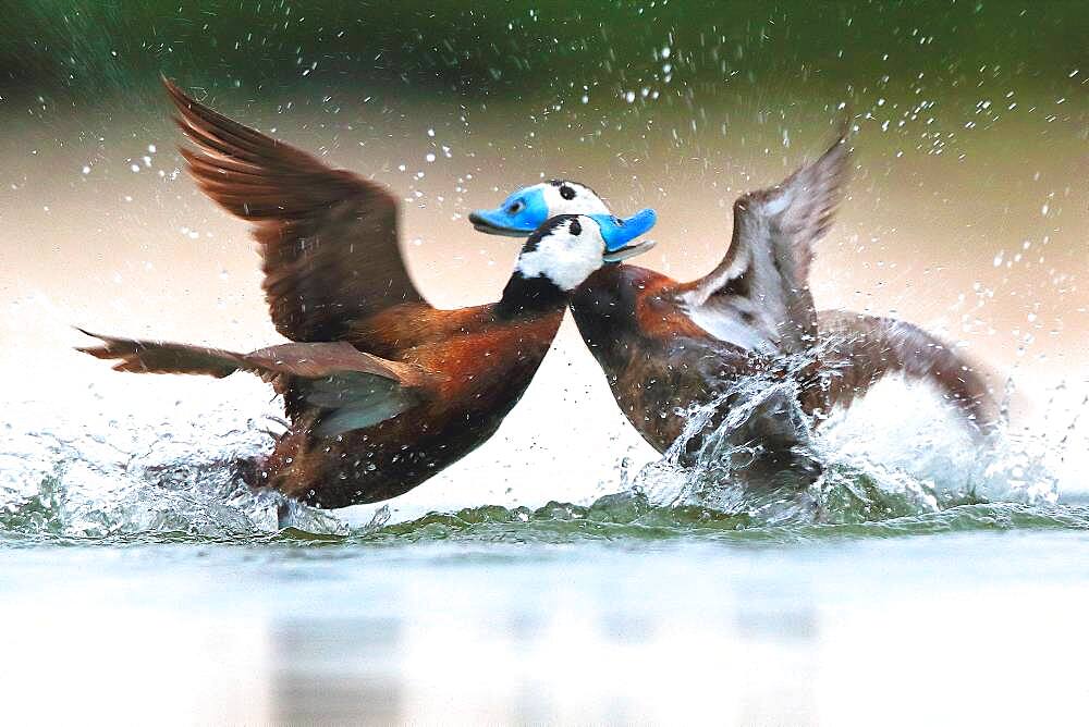 White headed duck (Oxyura leucocephala) male fighting in spring, Ciudad Real, Daimiel, Spain