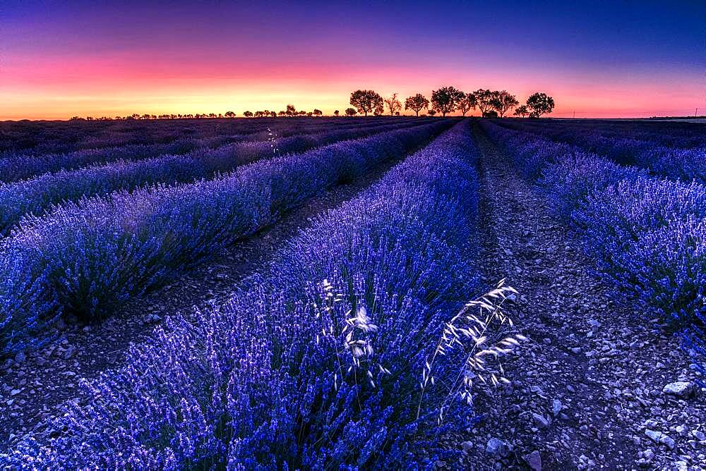 Lavender (Lavandula officinalis) fields at sunrise, Brihuega, Spain