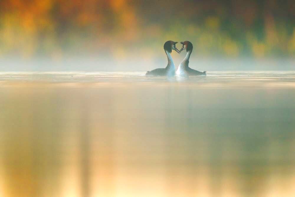 Ritual of mating of Great crested Grebe (Podiceps cristatus) in in early spring, Fernan Caballero, Ciudad Real, Spain