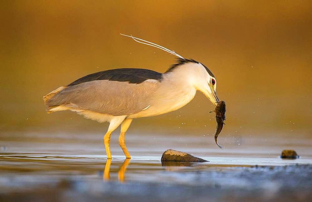 Night heron (Nycticorax nycticorax) fishing a catfish in the Guadiana river. Guadiana river, Daimiel Ciudad Real, Spain