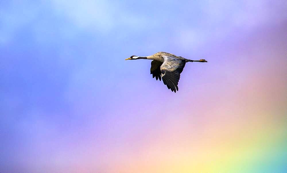 Common crane (Grus grus) going through the rainbow storm, Valdenazar, Yebes, Guadalajara, Spain