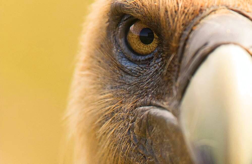 Griffon vulture (Gyps fulvus) portrait, sonsona prepirineo Catalan, Spain