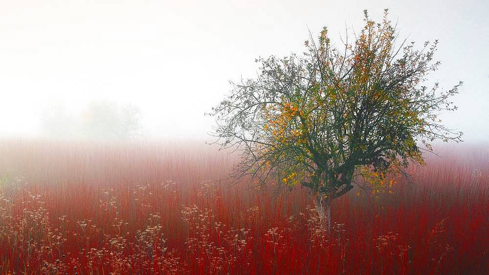 Colors of wicker fields in late autumn,between the fog, Ca?amares, Cuenca, Castilla la Mancha, Spain