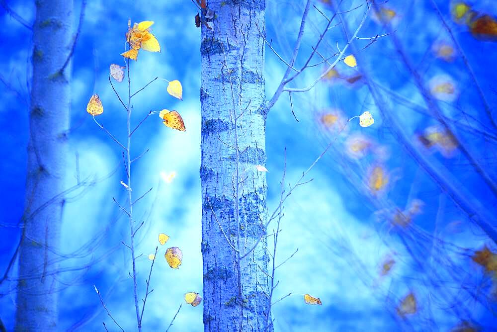 Color of tree in autumn, Yebes, Castilla la Mancha, Spain