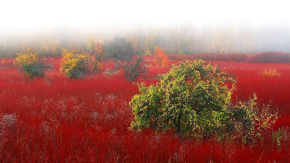 Colors of wicker fields in late autumn,between the fog, Ca?amares, Cuenca, Castilla la Mancha, Spain