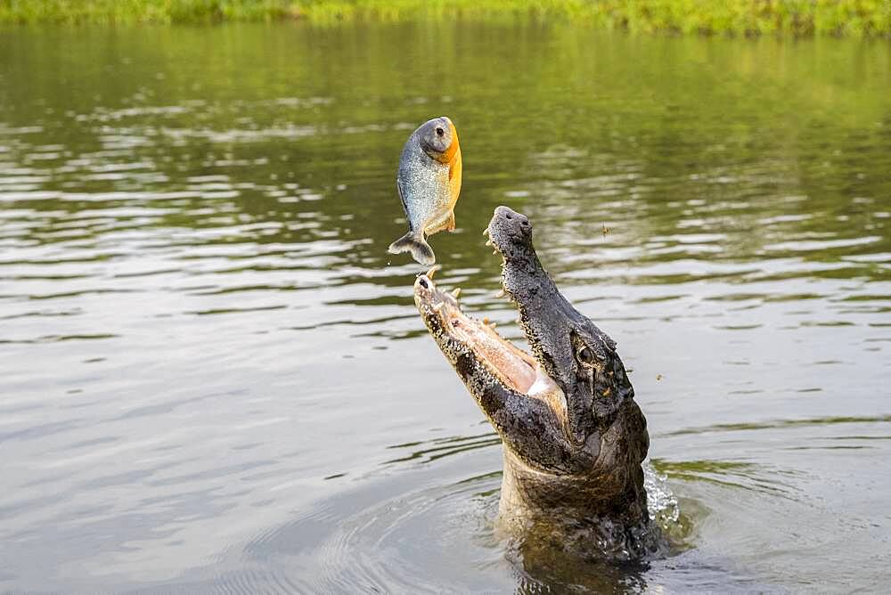 Spectacled caiman (Caiman crocodilus), catching a Piranha out of the water, Pantanal area, Mato Grosso, Brazil