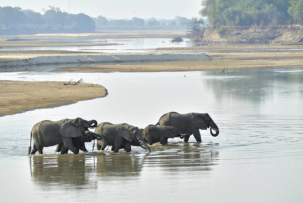 African Savannah Elephants (Loxodonta africana africana) herd crossing the Luangwa River to go to South Luangwa National Park, Zambia