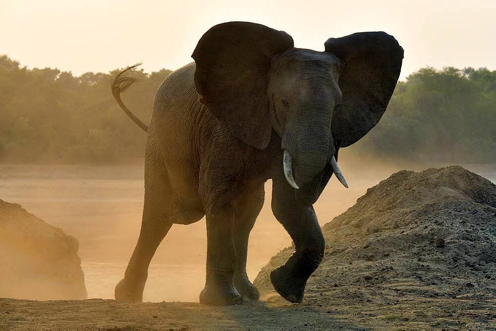 African savannah elephant (Loxodonta africana africana) coming to cross the Luangwa river at dawn, South Luangwa NP, Zambia