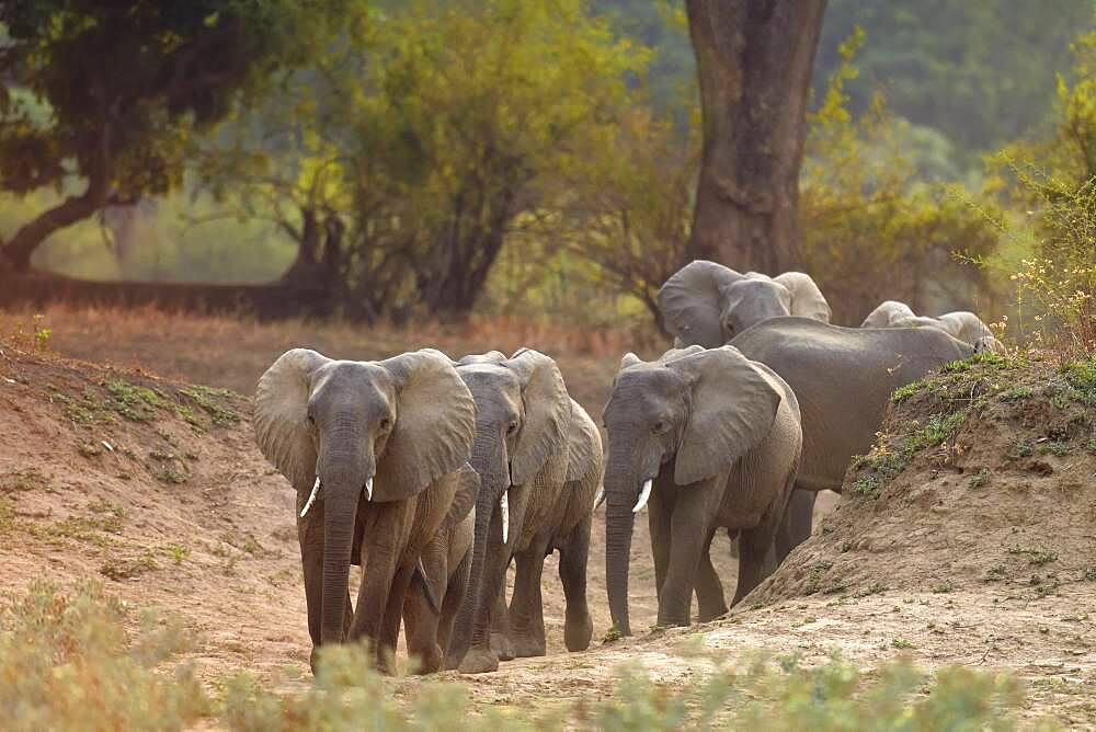 Family of African Savannah Elephants (Loxodonta africana africana) in South Luangwa NP, Zambia