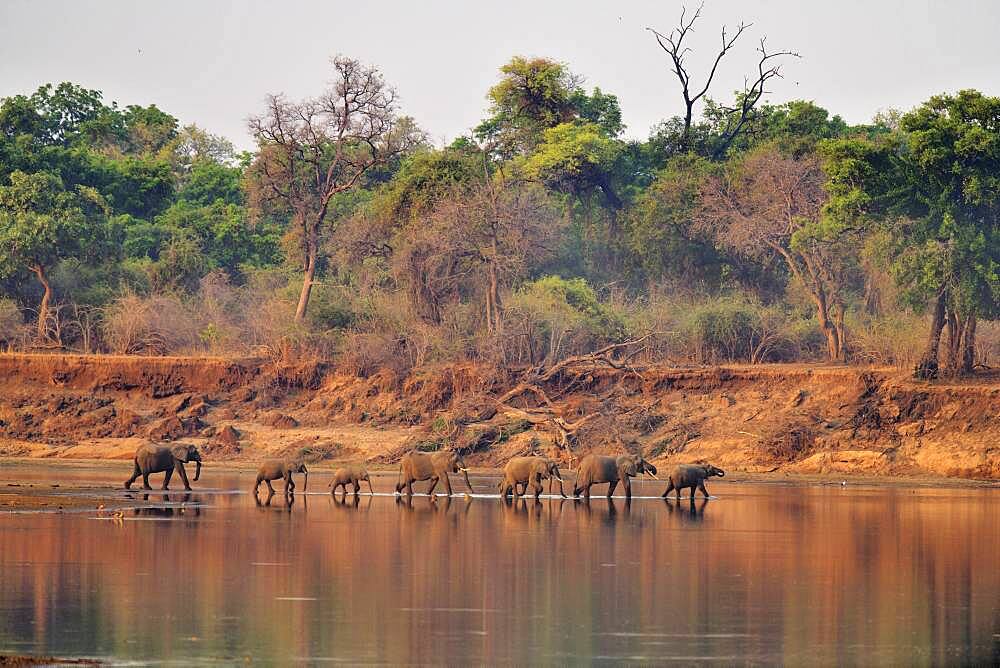 Landscape of South Luangwa NP with African Savannah Elephants (Loxodonta africana africana) crossing an arm of the Luangwa River, Zambia