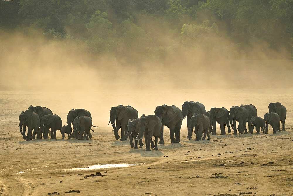 Family of African Savannah Elephants (Loxodonta africana africana) going to cross the Luangwa River, Zambia