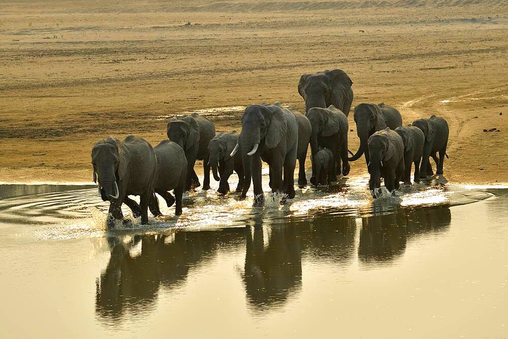 Family of African Savannah Elephants (Loxodonta africana africana) at dawn, each morning they cross the Luangwap river to join South Luangwa NP, Zambia