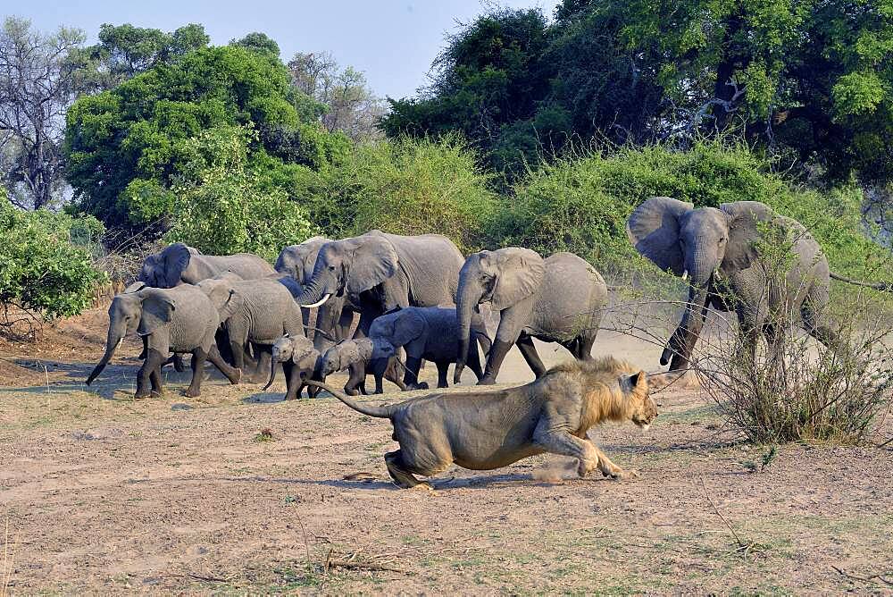 African savannah elephants (Loxodonta africana africana), the lion eventually stands up before the load of the right elephant, South Luangwa NP, Zambia