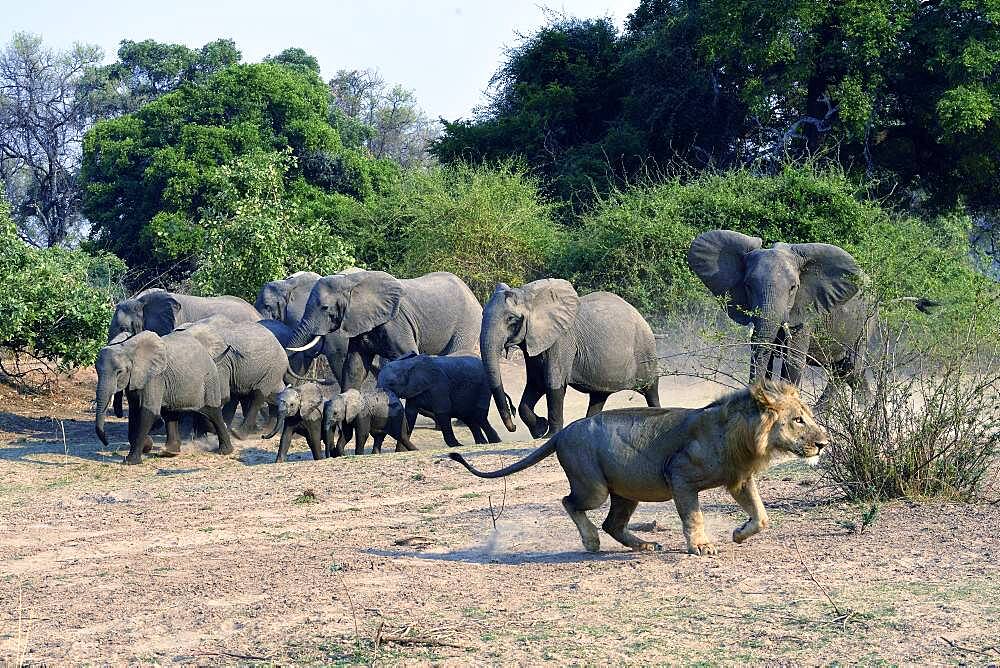 African savannah elephants (Loxodonta africana africana), the lion finally releases in front of the charge of the right elephant, South Luangwa NP, Zambia