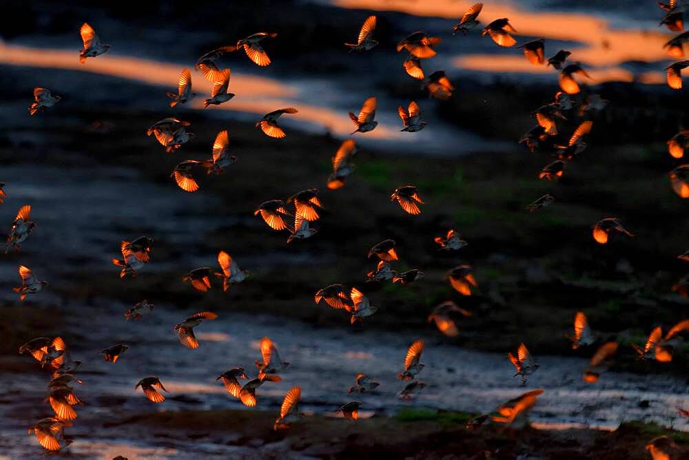 Red-billed Quelea (Quelea quelea) in the bed of the Luangwa river in South luangwa NP, Zambia