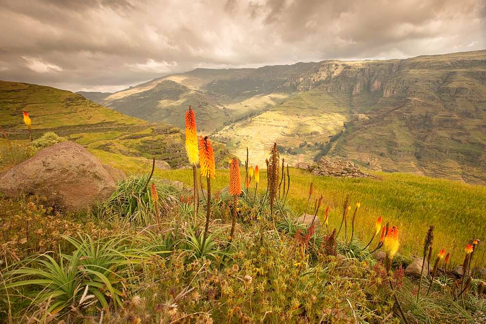 Torch Lily (Kniphofia foliosa), spectacular flowering on the highlands at 3500 meters above sea level, Simien mountains, Ethiopia