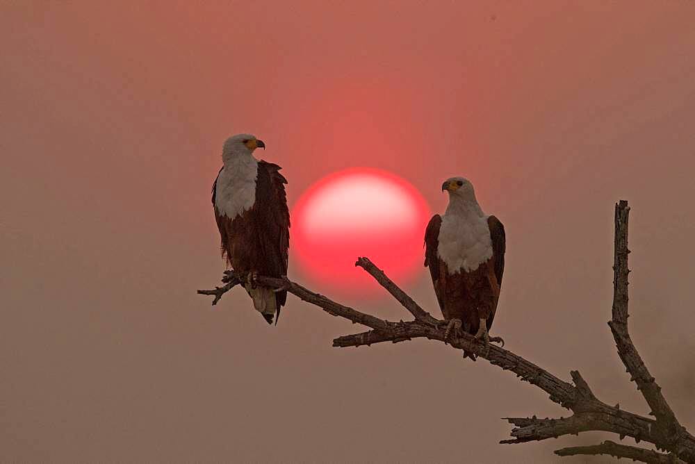 African Fish Eagle (Haliaeetus vocifer) couple on a branch at sunset, Okavango, Botswana