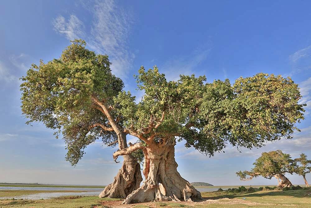 Giant sycamore fig or sycamore (Ficus sycomorus) multicentennial, giant, Rift Valley, Ethiopia