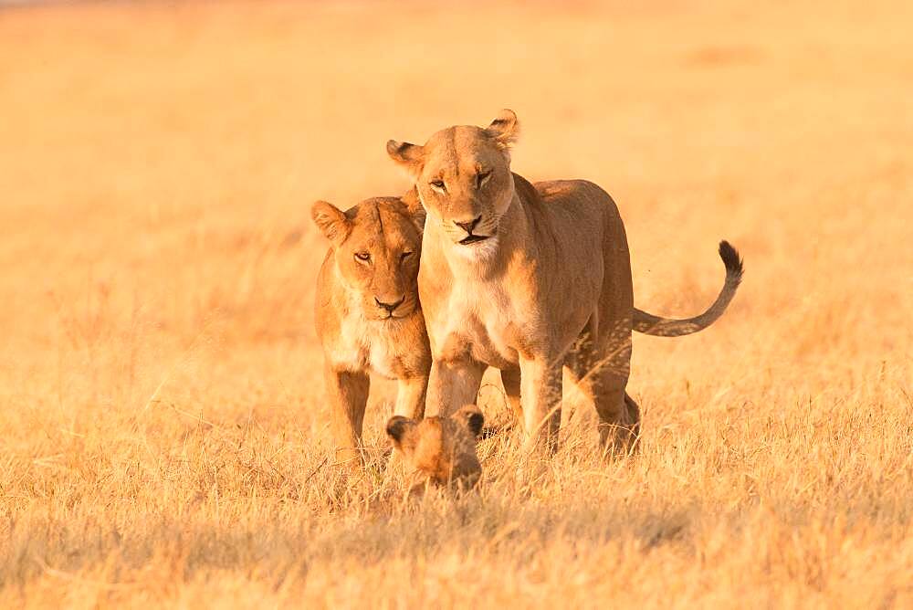 African lion (Panthera leo) lioness and lion cubs in the savannah, Botswana