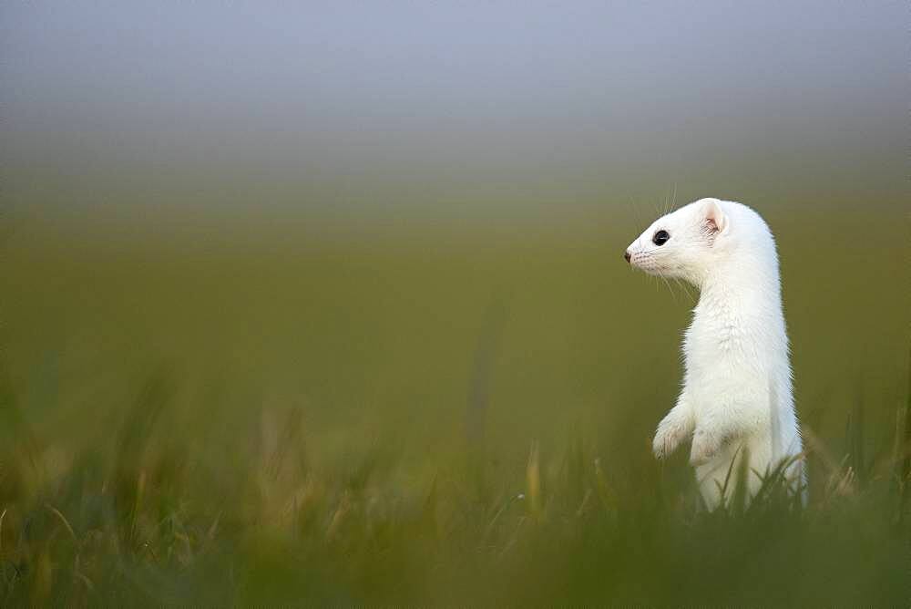 Ermine (Mustela erminea) in winter coat, in meadows, Vaud, Switzerland