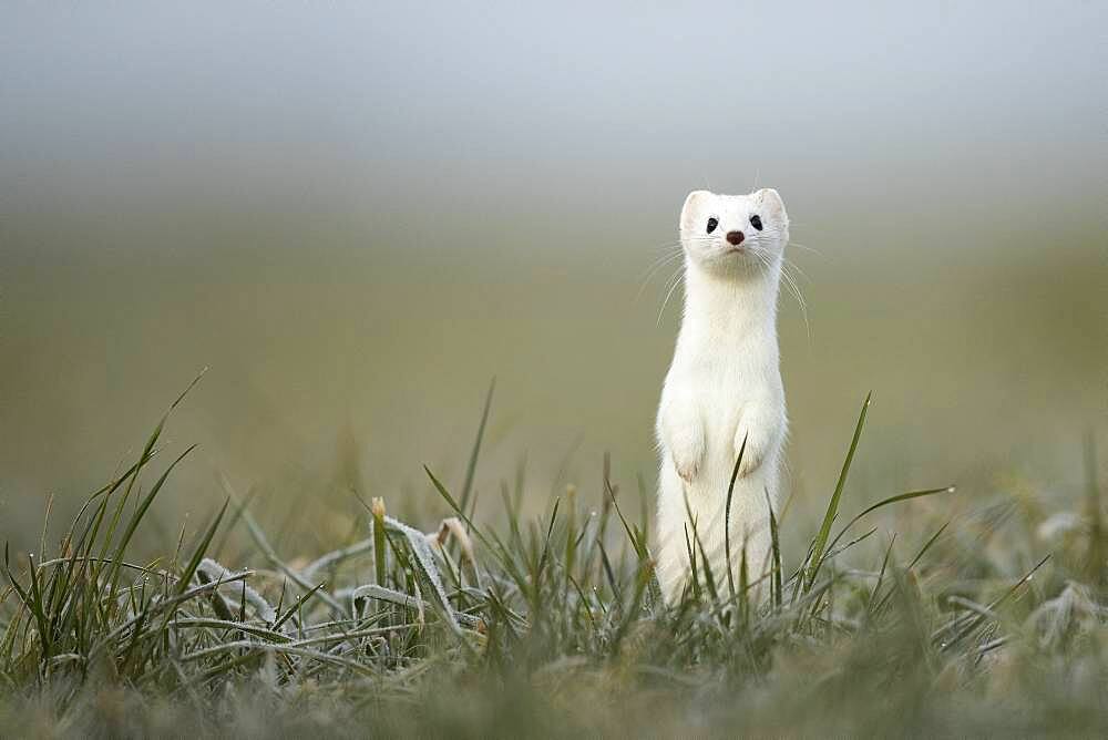 Ermine (Mustela erminea) in winter coat, in meadows, Vaud, Switzerland