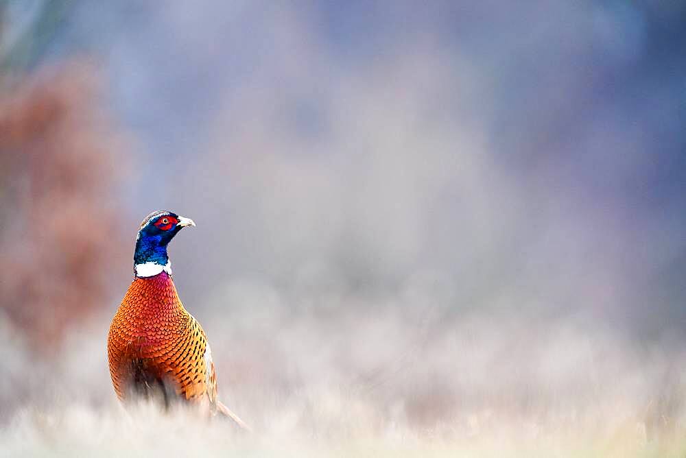 Male Pheasant (Phasianus colchicus), Slovakia *** Local Caption *** I took this picture early morning.