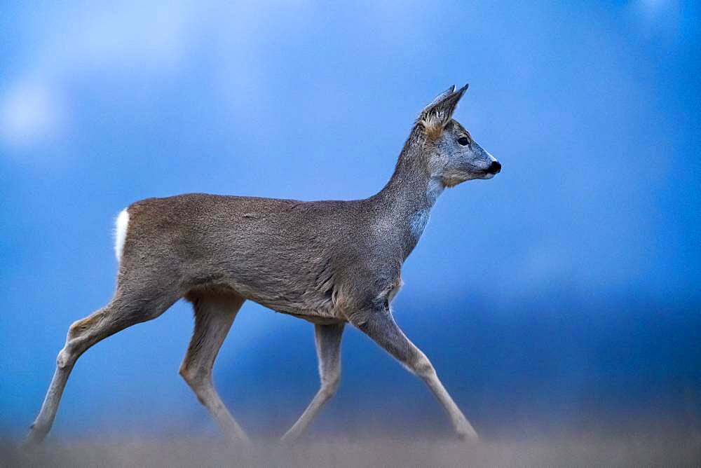 Running Roe (Capreolus capreolus), Slovakia *** Local Caption *** I took this picture in morning.