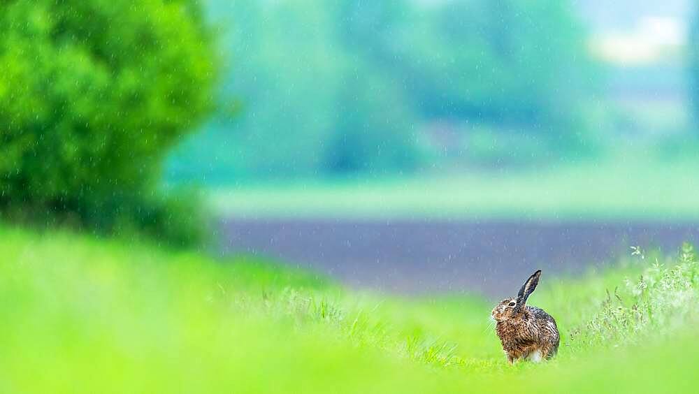 Hare (Lepus europaeus) in rainy day, Slovakia *** Local Caption *** I took this picture in afternoon.