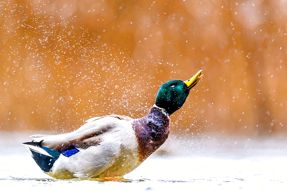 Bathing Mallard (Anas platyrhynchos), Slovakia