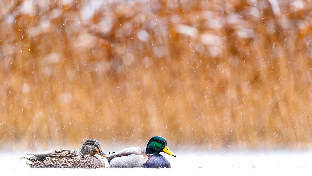 Love in the rain. Mallard (Anas platyrhynchos), Slovakia *** Local Caption *** I took this picture in afternoon.