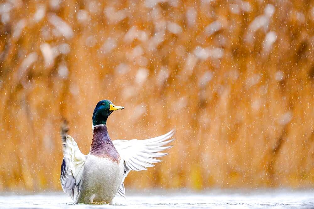 Open Wings Mallard (Anas platyrhynchos), Slovakia *** Local Caption *** I took this picture in afternoon