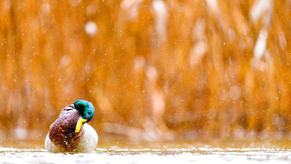 Funny Mallard (Anas platyrhynchos) on water, Slovakia *** Local Caption *** I took this picture in afternoon.