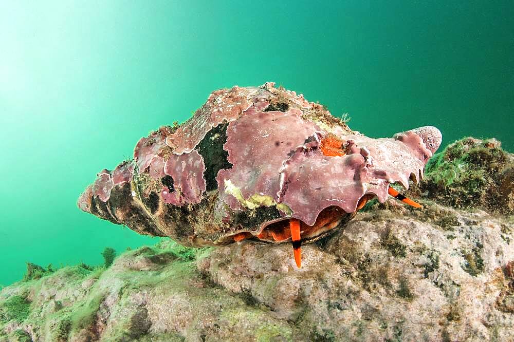 Triton (Charonia lampas), off M?dic, Morocco. Species listed in Appendix II to the Barcelona Convention (Protocol concerning specially protected areas and biological diversity in the Mediterranean)